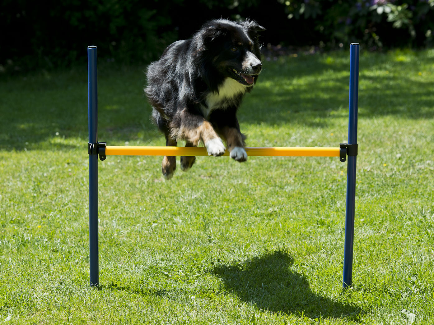 Hunde Agility Hürden &amp; Slalom Set, Hundesport NEU und OVP eBay