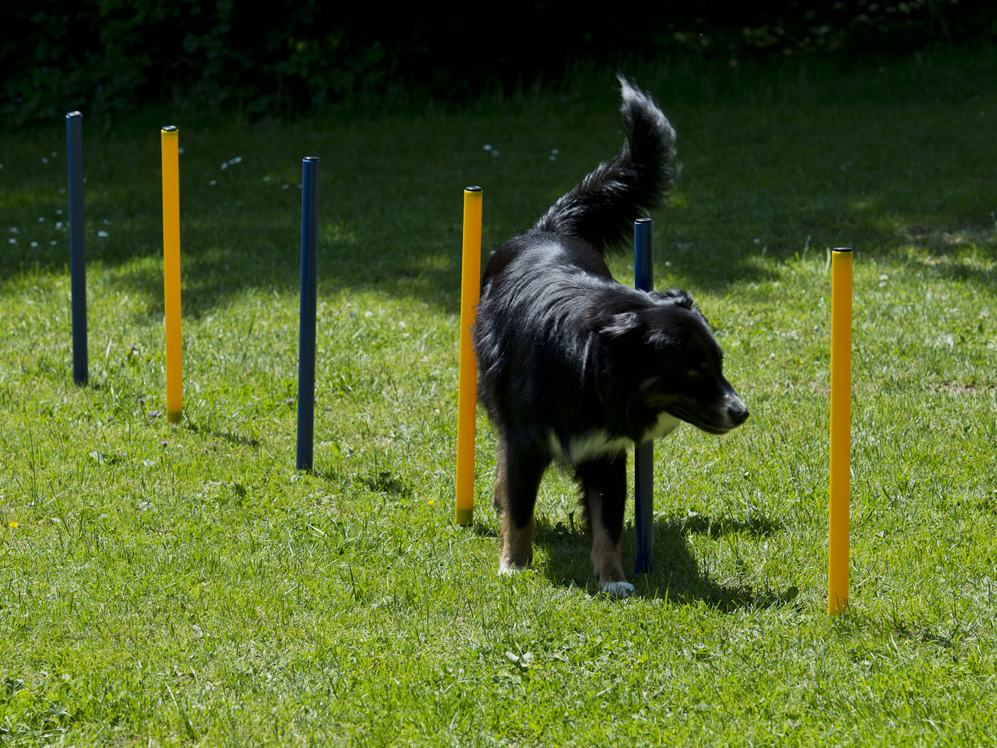 Hunde Agility Hürden &amp; Slalom Set, Hundesport NEU und OVP eBay