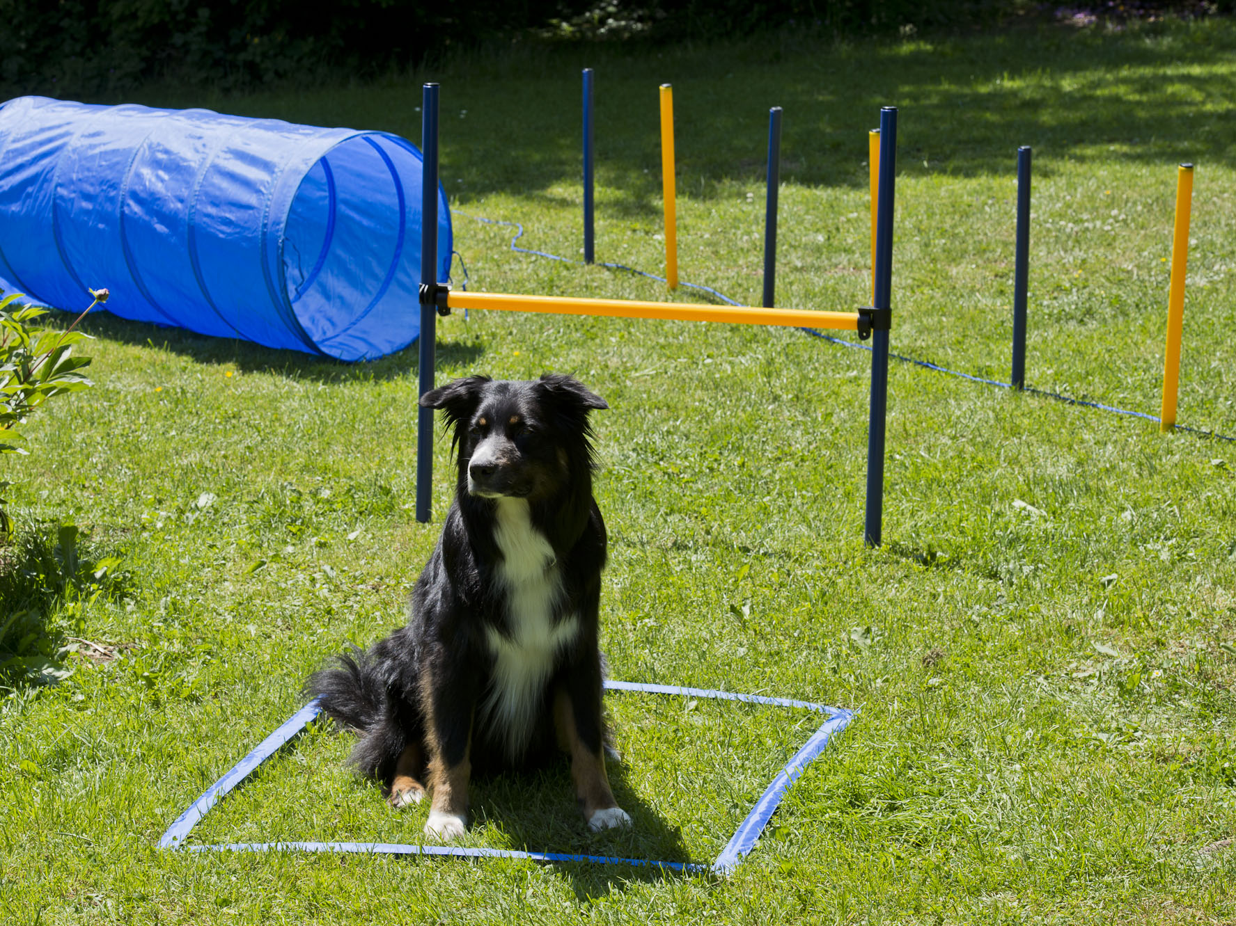 Hunde Agility Hürden &amp; Slalom Set, Hundesport NEU und OVP eBay